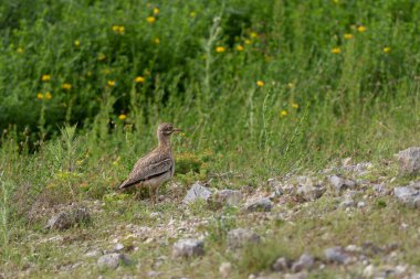 Avrupa taş kıvrımlı Burhinus oedicnemus toprakta koşuyor