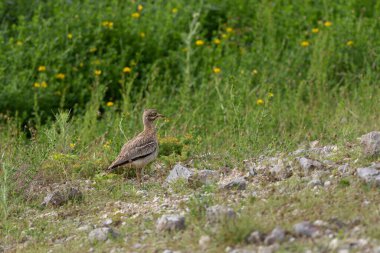Avrupa taş kıvrımlı Burhinus oedicnemus toprakta koşuyor