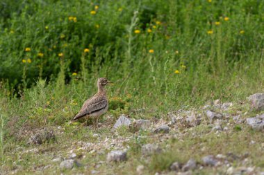 Avrupa taş kıvrımlı Burhinus oedicnemus toprakta koşuyor