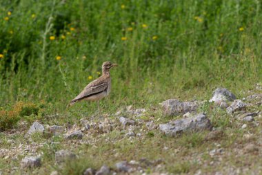 Avrupa taş kıvrımlı Burhinus oedicnemus toprakta koşuyor