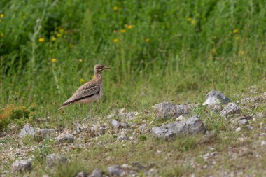 Avrupa taş kıvrımlı Burhinus oedicnemus toprakta koşuyor