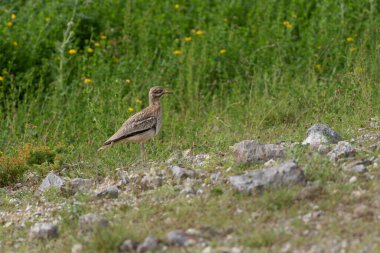Avrupa taş kıvrımlı Burhinus oedicnemus toprakta koşuyor