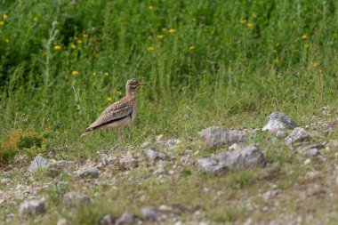 Avrupa taş kıvrımlı Burhinus oedicnemus toprakta koşuyor