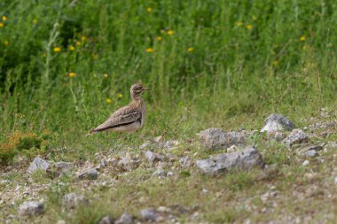 Avrupa taş kıvrımlı Burhinus oedicnemus toprakta koşuyor