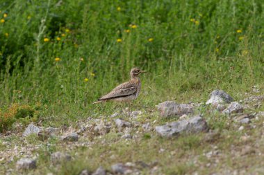 Avrupa taş kıvrımlı Burhinus oedicnemus toprakta koşuyor