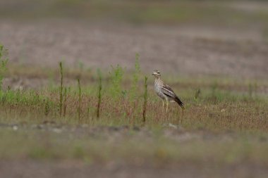 Avrupa taş kıvrımlı Burhinus oedicnemus toprakta koşuyor