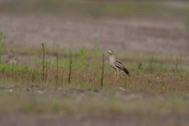 Avrupa taş kıvrımlı Burhinus oedicnemus toprakta koşuyor
