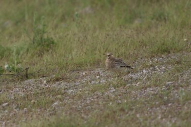 Avrupa taş kıvrımlı Burhinus oedicnemus toprakta koşuyor