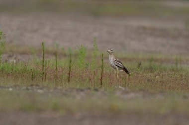 Avrupa taş kıvrımlı Burhinus oedicnemus toprakta koşuyor