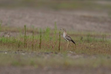 Avrupa taş kıvrımlı Burhinus oedicnemus toprakta koşuyor