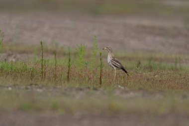 Avrupa taş kıvrımlı Burhinus oedicnemus toprakta koşuyor