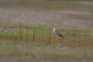 Avrupa taş kıvrımlı Burhinus Oedicnemus bir zeminde koşuyor