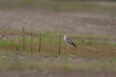 Avrupa taş kıvrımlı Burhinus Oedicnemus bir zeminde koşuyor