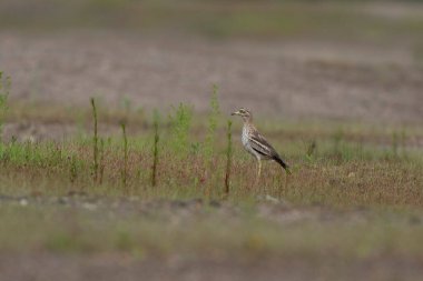 Avrupa taş kıvrımlı Burhinus Oedicnemus bir zeminde koşuyor