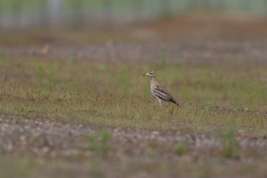Avrupa taş kıvrımlı Burhinus Oedicnemus bir zeminde koşuyor
