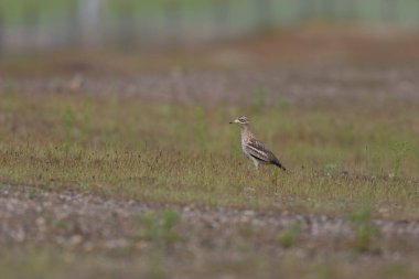 Avrupa taş kıvrımlı Burhinus Oedicnemus bir zeminde koşuyor