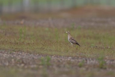 Avrupa taş kıvrımlı Burhinus Oedicnemus bir zeminde koşuyor