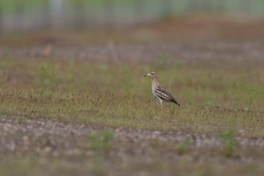 Avrupa taş kıvrımlı Burhinus Oedicnemus bir zeminde koşuyor