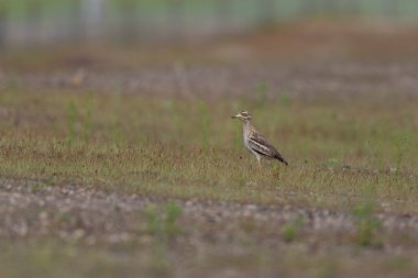 Avrupa taş kıvrımlı Burhinus Oedicnemus bir zeminde koşuyor