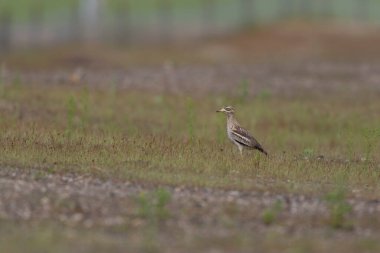 Avrupa taş kıvrımlı Burhinus Oedicnemus bir zeminde koşuyor