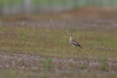 Avrupa taş kıvrımlı Burhinus Oedicnemus bir zeminde koşuyor