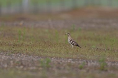 Avrupa taş kıvrımlı Burhinus Oedicnemus bir zeminde koşuyor
