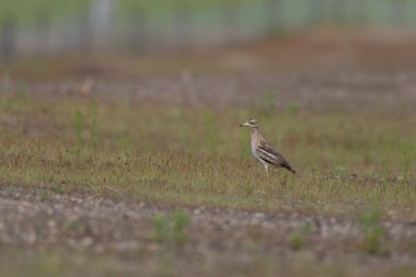 Avrupa taş kıvrımlı Burhinus Oedicnemus bir zeminde koşuyor