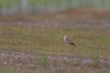 Avrupa taş kıvrımlı Burhinus Oedicnemus bir zeminde koşuyor