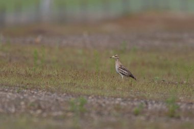 Avrupa taş kıvrımlı Burhinus Oedicnemus bir zeminde koşuyor