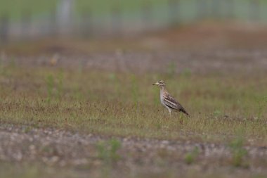 Avrupa taş kıvrımlı Burhinus Oedicnemus bir zeminde koşuyor