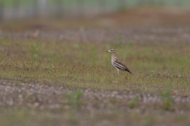 Avrupa taş kıvrımlı Burhinus Oedicnemus bir zeminde koşuyor