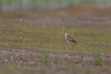 Avrupa taş kıvrımlı Burhinus Oedicnemus bir zeminde koşuyor