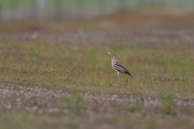Avrupa taş kıvrımlı Burhinus Oedicnemus bir zeminde koşuyor