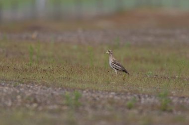 Avrupa taş kıvrımlı Burhinus Oedicnemus bir zeminde koşuyor