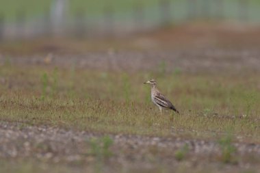 Avrupa taş kıvrımlı Burhinus Oedicnemus bir zeminde koşuyor