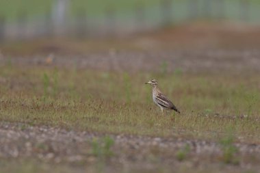 Avrupa taş kıvrımlı Burhinus Oedicnemus bir zeminde koşuyor