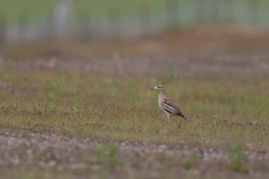 Avrupa taş kıvrımlı Burhinus Oedicnemus bir zeminde koşuyor