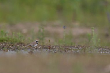 Avrupa taş kıvrımlı Burhinus Oedicnemus bir zeminde koşuyor