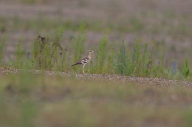 Avrupa taş kıvrımlı Burhinus Oedicnemus bir zeminde koşuyor