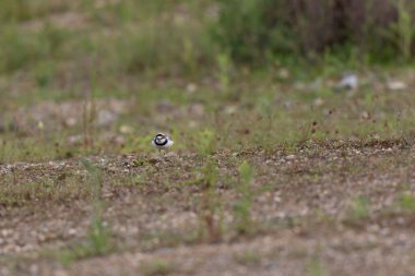 Avrupa taş kıvrımlı Burhinus Oedicnemus bir zeminde koşuyor