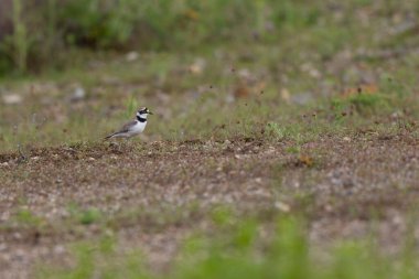 Avrupa taş kıvrımlı Burhinus Oedicnemus bir zeminde koşuyor