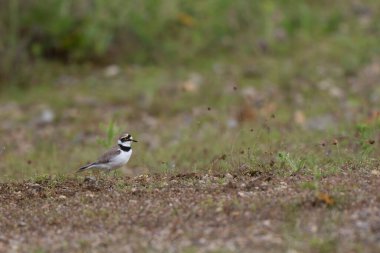 Avrupa taş kıvrımlı Burhinus Oedicnemus bir zeminde koşuyor