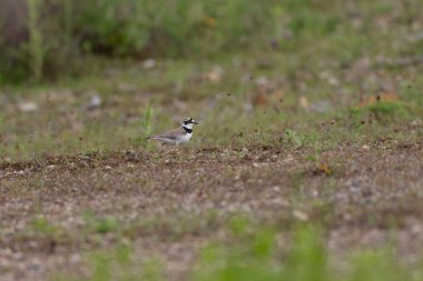 Avrupa taş kıvrımlı Burhinus Oedicnemus bir zeminde koşuyor