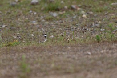 Avrupa taş kıvrımlı Burhinus Oedicnemus bir zeminde koşuyor