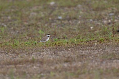 Avrupa taş kıvrımlı Burhinus Oedicnemus bir zeminde koşuyor