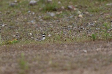 Avrupa taş kıvrımlı Burhinus Oedicnemus bir zeminde koşuyor