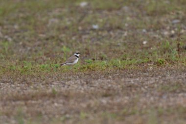 Avrupa taş kıvrımlı Burhinus Oedicnemus bir zeminde koşuyor