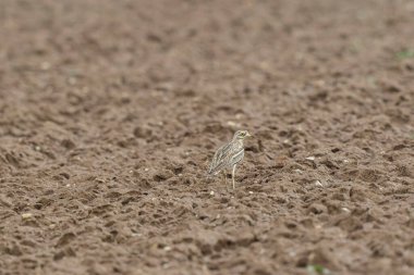 Avrupa taş kıvrımlı Burhinus Oedicnemus bir zeminde koşuyor