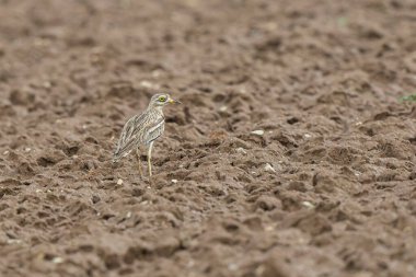 Avrupa taş kıvrımlı Burhinus Oedicnemus bir zeminde koşuyor