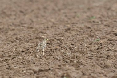 Avrupa taş kıvrımlı Burhinus Oedicnemus bir zeminde koşuyor